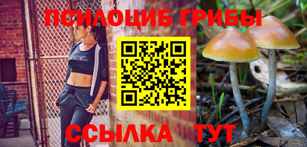 Псилоцибиновые грибы Cubensis Клинцы